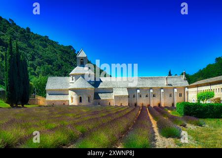 Abtei Senanque (Abbaye Notre-Dame de Senanque) in der Nähe von Gordes, Vaucluse, Provence-Alpes-Cote d'Azur, Frankreich Stockfoto