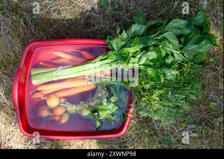 Frisches Marktgemüse wird in einem roten Plastikwaschbecken gewaschen. Stockfoto