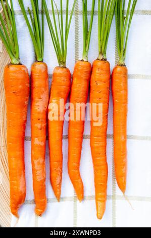 Sechs einzelne Karotten mit grünen Oberteilen auf Leinen im Landhausstil. Stockfoto