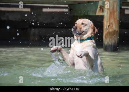 Yellow labrador Retriever schwimmt im Ozean, Florida, USA Stockfoto