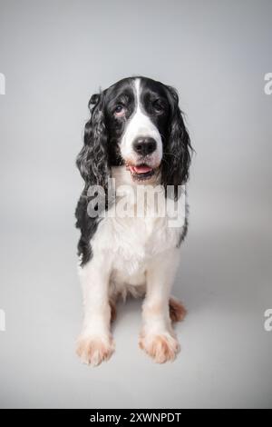 Porträt eines englischen springer-Spaniel, der vor grauem Hintergrund sitzt Stockfoto
