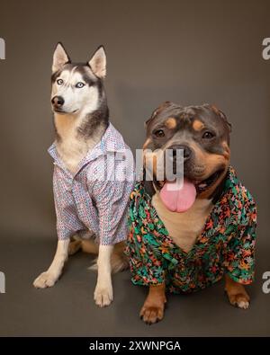 Sibirischer Husky und ein Pitbull mischen einen Hund, der nebeneinander sitzt, Hemden mit offenem Kragen trägt und cool aussieht Stockfoto