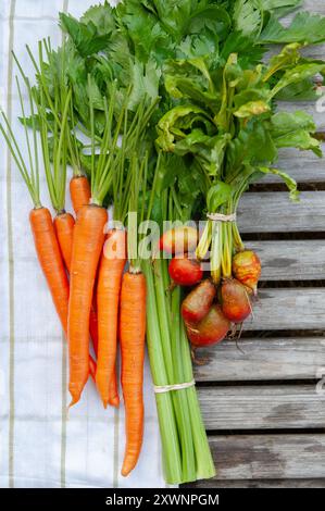 Drei Bündel frisches Bauernmarkt-Gemüse: Karotten, Sellerie und goldene Rüben, mit Grün auf Holz in natürlichem Licht. Stockfoto