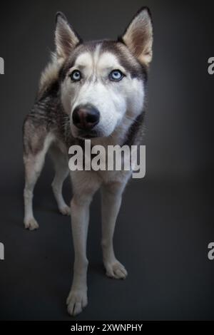 Porträt eines sibirischen Huskys, der vor grauem Hintergrund steht Stockfoto