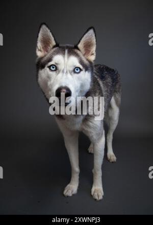 Porträt eines sibirischen Huskys, der vor grauem Hintergrund steht Stockfoto