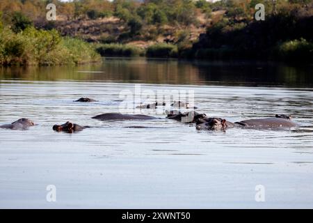 Eine Aufblähung von Flusspferden in einem Fluss, Kruger-Nationalpark, Südafrika Stockfoto