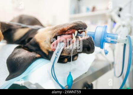 Der Hund im OP wird mit einem Pulsoxymeter auf der Zunge betäubt und überwacht, der mit der Atemmaske in der Tierklinik verbunden ist. Stockfoto