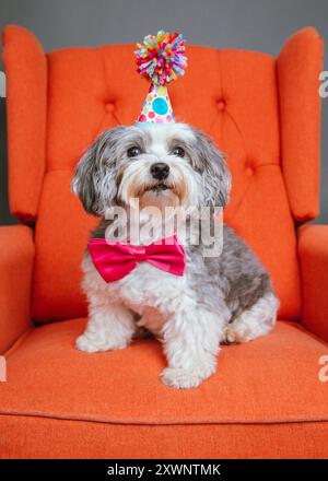 Maltipoo sitzt auf einem orangefarbenen Sessel mit Fliege und Partyhut Stockfoto