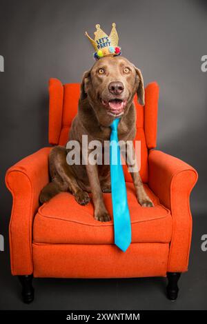 Silver Labrador Retriever sitzt auf einem orangefarbenen Sessel, trägt Krawatte und Krone mit den Worten „Lets Party“ Stockfoto