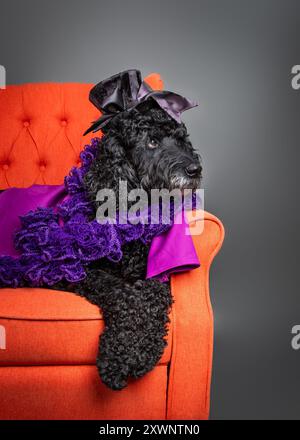 Schwarzes Labradoodle in einem orangefarbenen Sessel mit Hut und umhang Stockfoto