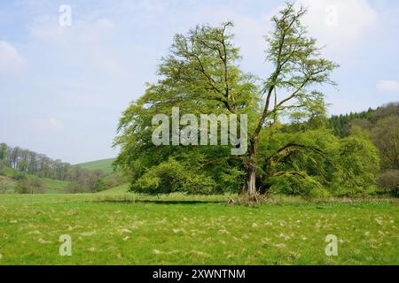 Reife beschädigte Buche ( Fagus sylvatica ) im Frühling, Exmoor National Park, Somerset, England, Vereinigtes Königreich Stockfoto