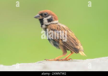 Porträt eines schmutzigen jungen eurasischen Spatzes (Passer montanus) auf einem Felsen mit verschwommenem grünem Hintergrund, Thailand Stockfoto