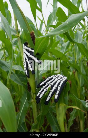 Skeletthände greifen eine Maispflanze. Stockfoto