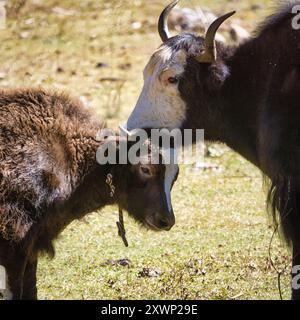 Nahaufnahme eines weiblichen Yaks (dri), das ihr Kalb (Bos grunniens) anschmiegt, Jigme Dorji Nationalpark, Bhutan Stockfoto