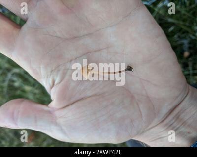 Haarige Beinglocke (Galerina vittiformis) Pilze Stockfoto