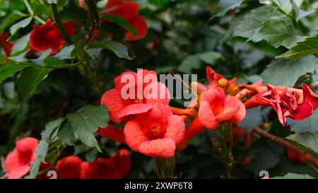 Leuchtend rote Trompetenblüten in Blüte. Campsis Radicans oder Trompetenkriechwerk. Üppige grüne Blätter und heller floraler Hintergrund. Stockfoto