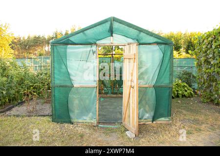 Hausgemachtes Gewächshaus aus Öltuch, in dem im Sommer Tomaten in der Ukraine wachsen, Tomaten in einem Gewächshaus Stockfoto