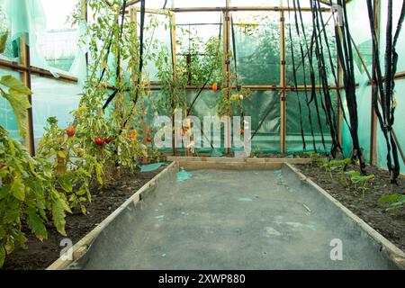 Hausgemachtes Gewächshaus aus Öltuch, in dem im Sommer Tomaten in der Ukraine wachsen, Tomaten in einem Gewächshaus Stockfoto