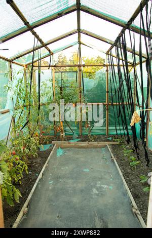 Hausgemachtes Gewächshaus aus Öltuch, in dem im Sommer Tomaten in der Ukraine wachsen, Tomaten in einem Gewächshaus Stockfoto