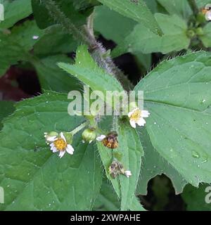 shaggy Soldat (Galinsoga quadriradiata) Plantae Stockfoto