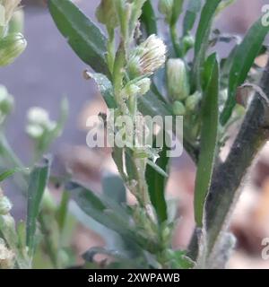 Tropischer Pferdegras (Erigeron sumatrensis) Plantae Stockfoto