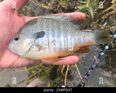 Longear Sunfish Complex (Lepomis megalotis) Actinopterygii Stockfoto