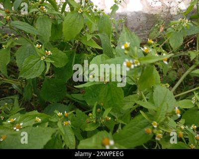 shaggy Soldat (Galinsoga quadriradiata) Plantae Stockfoto