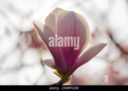 magnolienblüte im Frühling. Zarte rosa Blumen, die im Sonnenlicht baden. Nahansicht Stockfoto
