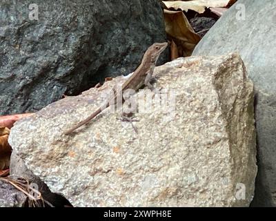 Puerto-ricanische Schurkenanole (Anolis cristatellus cristatellus) Reptilia Stockfoto