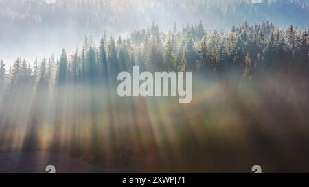 Nebel über dem Wald im Morgenlicht. Wunderschöner Natur Hintergrund. Bäume auf sanften Hügeln im Herbst. Fantastische Atmosphäre in den Karpaten Stockfoto