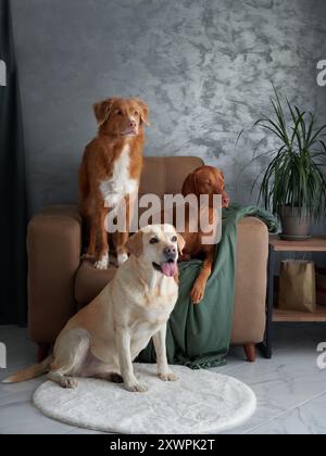 Eine freundliche Versammlung von vier Hunden, eine harmonische Mischung zu Hause. Ein Labrador, Vizsla, Nova Scotia Duck Tolling Retriever und Jack Russell Terrier kommen Stockfoto