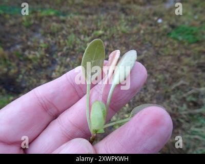 Englisch Scurvygrass (Cochlearia anglica) Plantae Stockfoto