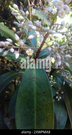 Marlberry (Ardisia escallonioides) Plantae Stockfoto