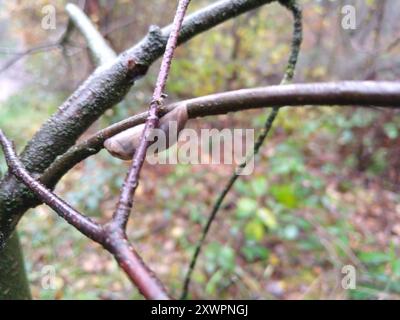 Baumschnecke (Lehmannia marginata) Mollusca Stockfoto