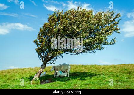 Windgepeitschte Bäume und weidende Schafe auf Hampsfell. Grange-Over-Sands, Cumbria. Stockfoto