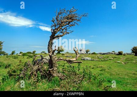 Windgepeitschte Bäume und weidende Schafe auf Hampsfell. Grange-Over-Sands, Cumbria. Stockfoto