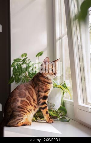 Eine wunderschöne bengalische Katze mit hellen Markierungen sitzt auf der Fensterbank in der Nähe von Innenpflanzen und blickt aus dem Fenster. Unschärfe und selektiver Fokus Stockfoto