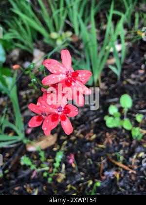 Scharlachrote Kammetjie (Freesia laxa) Plantae Stockfoto