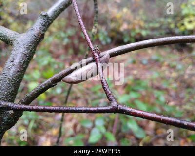Baumschnecke (Lehmannia marginata) Mollusca Stockfoto