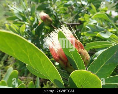 Sugarbush (Protea caffra caffra) Plantae Stockfoto