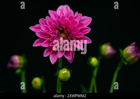 Rosa Dahlienblüte und Knospen auf schwarzem Hintergrund. Stockfoto