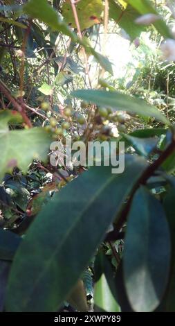 Marlberry (Ardisia escallonioides) Plantae Stockfoto