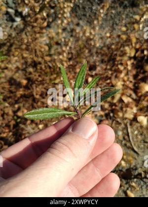 Falsche yellowhead (Dittrichia viscosa) Plantae Stockfoto