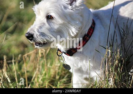 Weißer Westhighland-Terrier Stockfoto