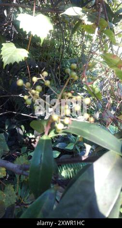 Marlberry (Ardisia escallonioides) Plantae Stockfoto