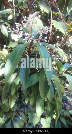 Marlberry (Ardisia escallonioides) Plantae Stockfoto