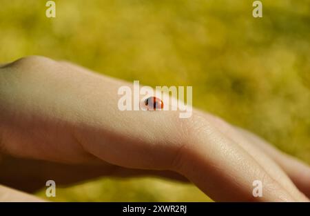 Ein kleiner Marienkäfer sitzt auf dem Finger einer menschlichen Hand auf gelbem Hintergrund Stockfoto