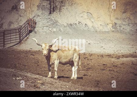Eine süße Texas Longhorn Kuh auf einem Sandboden in Texas Stockfoto