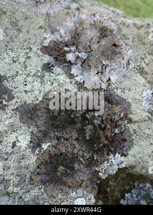 Polierte Tarnflechte (Melanelixia glabratula) Pilze Stockfoto