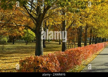 Eine Gasse mit Bäumen in einem bunten Herbstpark an einem sonnigen Tag Stockfoto